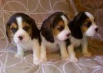 Beautiful  Beagle Puppies for adoption 